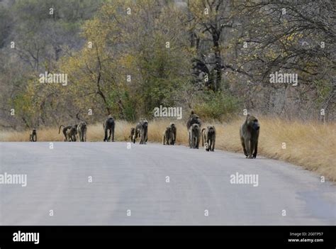 Kruger National Park, South Africa Stock Photo - Alamy