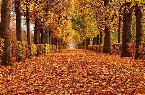 fun facts  fall
