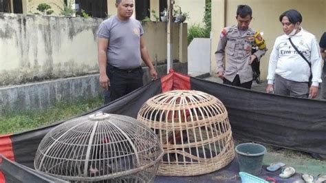 Polisi Gerebek Arena Judi Sabung Ayam Di Asembagus Situbondo Sita