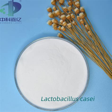 Lactobacillus Casei Probiotic Freeze Dried Powder For Gut Health