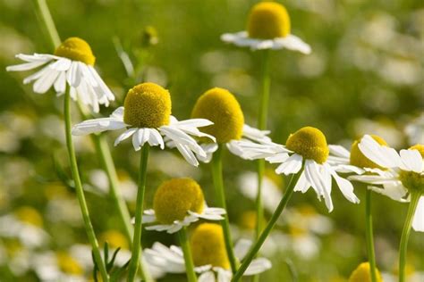 Para Que Sirve La Planta Medicinal Santa Maria Plantă Blog