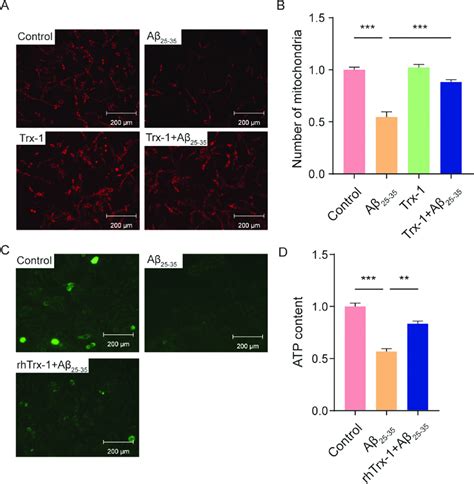 Trx 1 Promoted Mitochondrial Biogenesis In Aβ 25−35 Treated Cells A