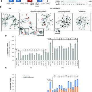 CTC1 mutations increases spontaneous chromosome breakage and induce ... 