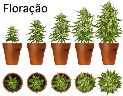 Fase de floração Guia Como Plantar Cannabis