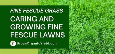 Fine Fescue Grass: How To Grow And Care | UrbanOrganicYield.com