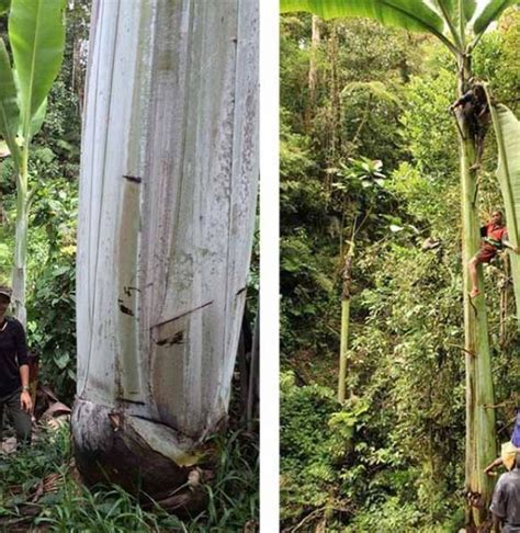 Berita Pisang Raksasa Terbaru Hari Ini Bobo