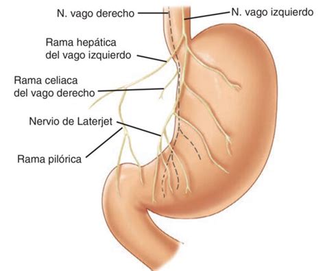 Inervación del estómago Anatomía Homo medicus