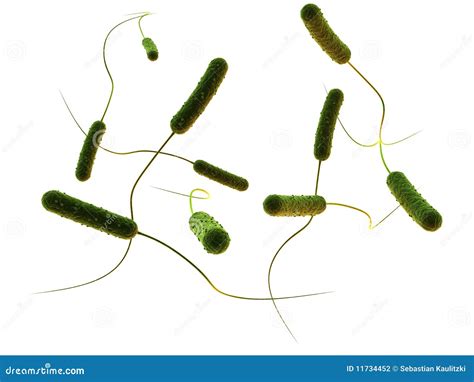 Rod Shaped Bacteria Stock Photography - Image: 11734452