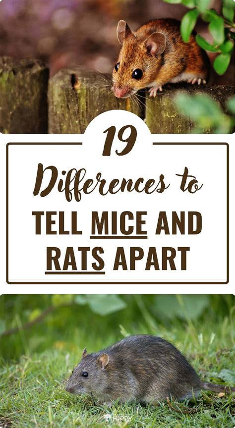 Mice vs. Rats: 19 Differences To Tell Them Apart