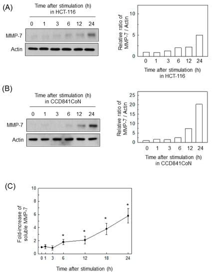 Ijms Free Full Text Bacteroides Fragilis Enterotoxin Upregulates