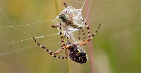 Dream About Killing Spiders Does It Suggest That You Will Triumph