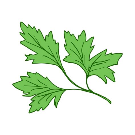 Simple Vector Freehand Drawing Green Fresh Parsley Isolated On A White