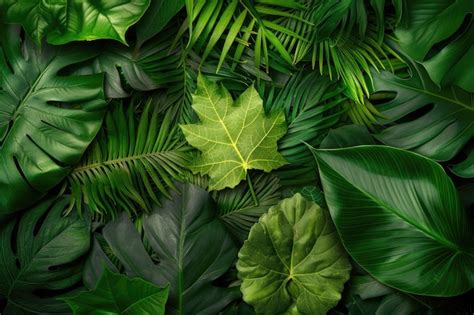 Visão de natureza em close up de folha verde e palmeiras de fundo Flat