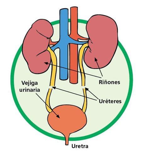 Sistema Excretor Humano Escolar ABC Color