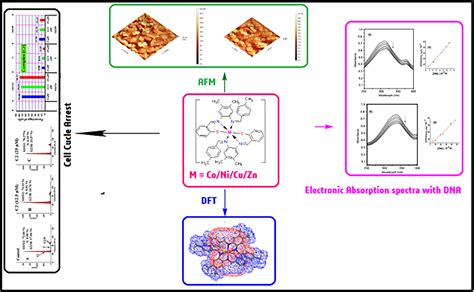 Synthesis Antimicrobial Dna Interactions In Vitro Cytotoxicity And Cell Cycle Analysis