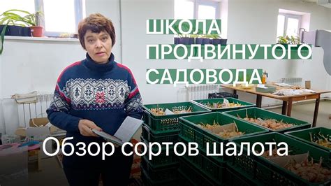 Обзор сортов шалота. Школа продвинутого садовода - YouTube