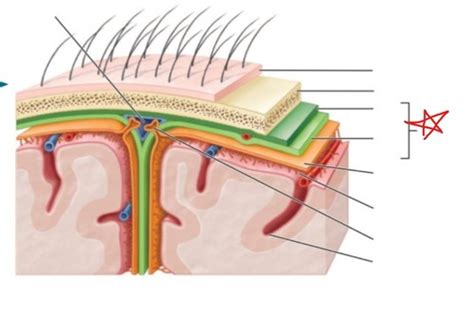 A P Ch Sensory Receptors Stimulus Meninges Diagram Flashcards