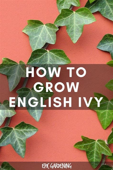 Ultimate English Ivy Hedera Helix Care Guide Epic Gardening Ivy