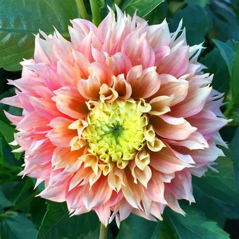 Decorative Dahlia Bulbs Kogana FubukiThe Kogana Fubuki Dahlia Is A