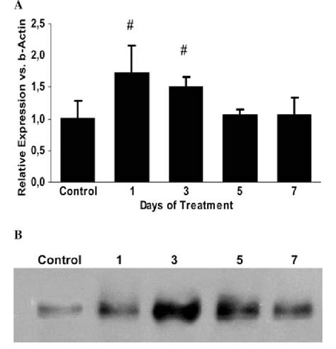 Study I Changes In Expression Of Mrp Mrna A And Mrp Protein B In