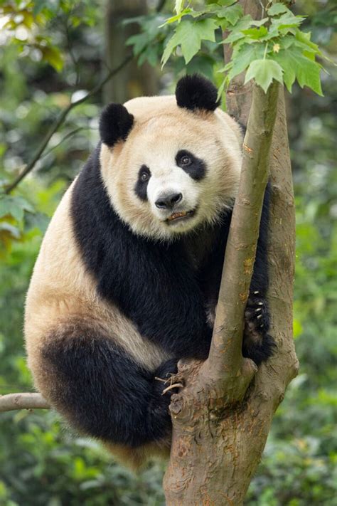 San Diego Zoo pandas arrive from China