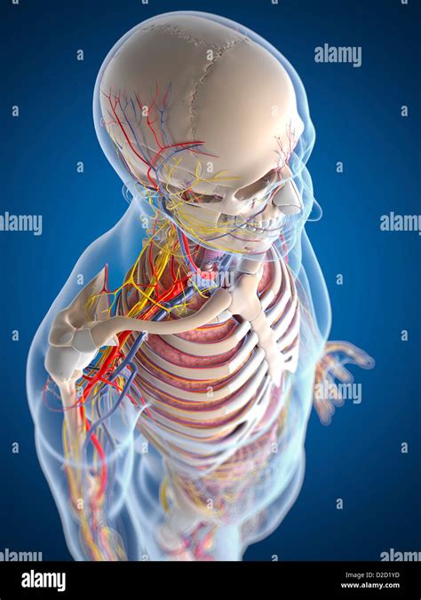 Human biology hi-res stock photography and images - Alamy