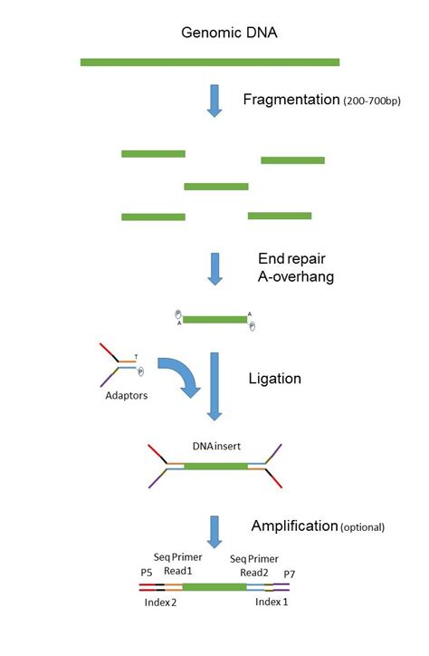 Short Read Sequencing Through Clustering France Génomique