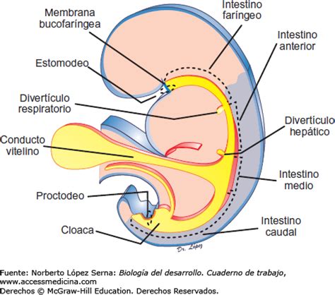 Histo Embriologia Embriolog A Del Sistema Digestivo