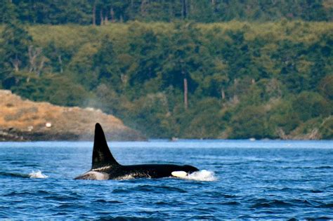 11 Breathtaking Spots For Whale Watching In Washington State