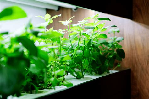 Est ce que la lumière artificielle fait pousser les plantes