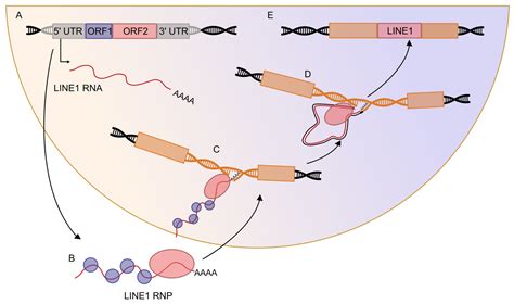 Transposable Elements Co Option In Genome Evolution And Gene Regulation