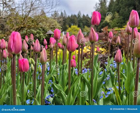 Beautiful Field Full Of Blooming Pink Tulips And Forget Me Not Flowers