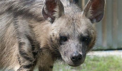 Striped Hyena - Facts, Diet & Habitat Information