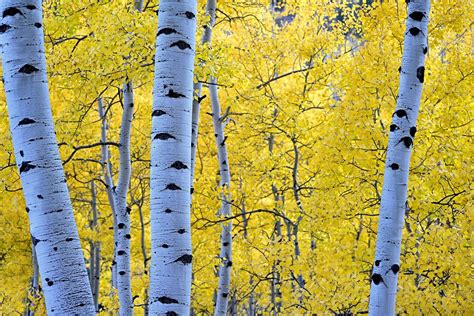 Seasons Autumn Forests Trees Birch Foliage HD Wallpaper Rare