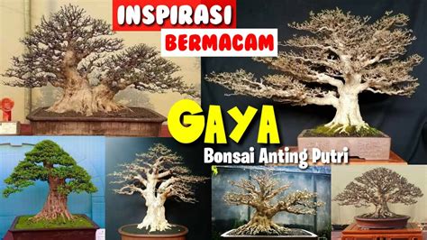 Inspirasi Bonsai Anting Putri Berbagai Gaya Dalam Pembentukan Bonsai