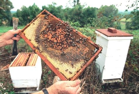 Bees Apiary Beekeeping