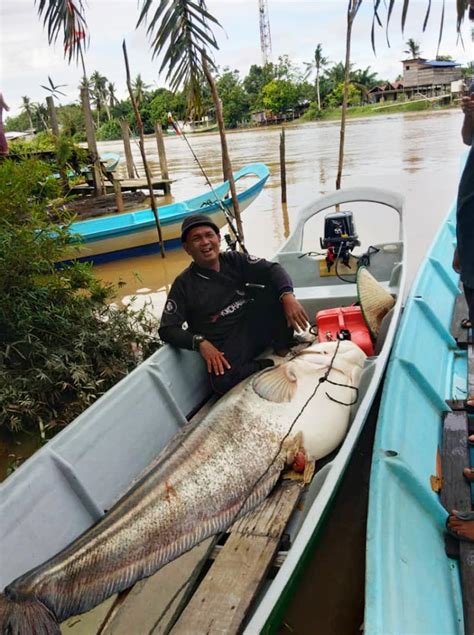 Rezeki ikan tapah gergasi RM1,500 | Astro Awani