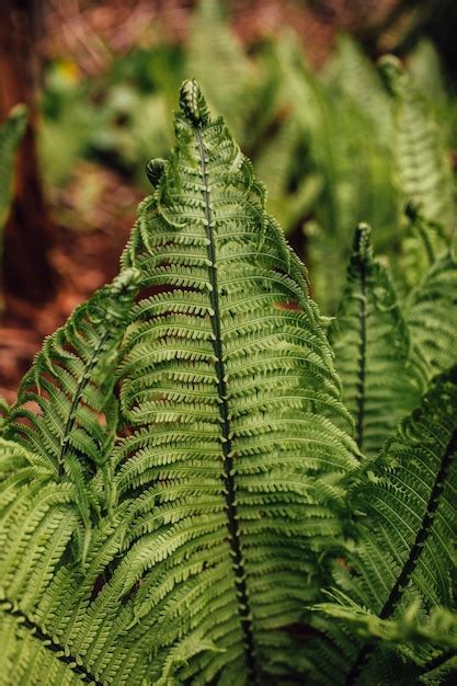 Premium Photo Green Ostrich Fiddlehead Fern Fronds Matteuccia