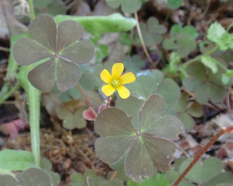 Shamrock Like Leaves And Bright Yellow Flower Monceau Flickr