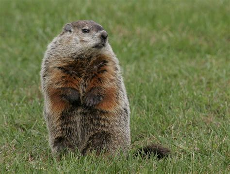 Groundhog’s Day | Crossroads at Big Creek