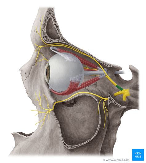 Ophthalmic Nerve - a Branch of the Trigeminal Nerve | Kenhub