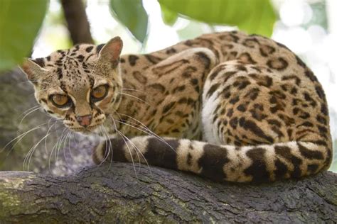 Margay Stock Photos, Royalty Free Margay Images | Depositphotos