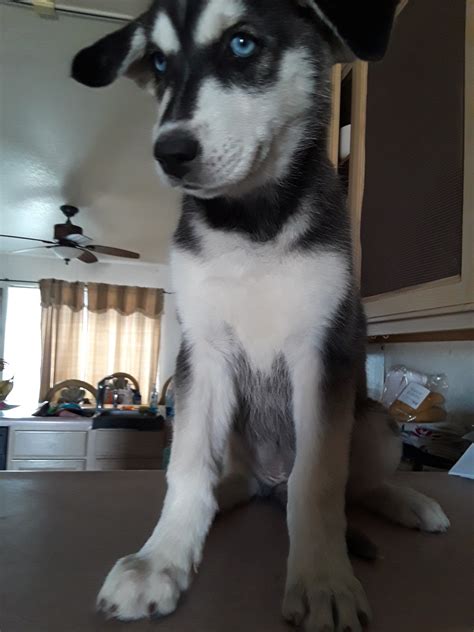 Alaskan Husky Puppies For Sale Casa Grande Az