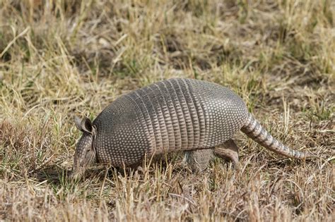 Texas Independence celebrations feature armadillo races