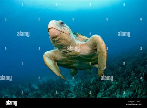 Endangered Loggerhead Sea Turtle Caretta Caretta Underwater In Palm