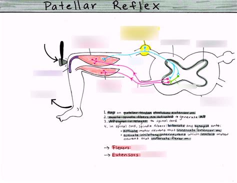 patellar reflex Diagram | Quizlet