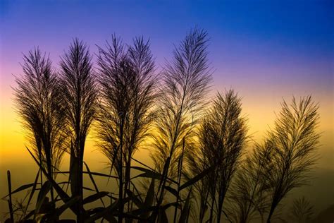 Schattenbild Des Grases Auf Himmel Im Hintergrund Das Aufgehende Sonne