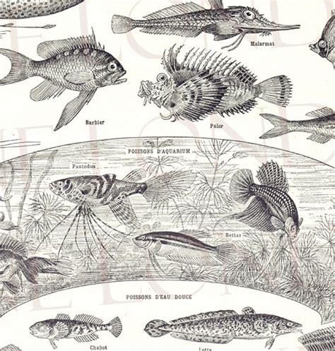 1922 Vintage Fish Poster Kitchen Decor Kitchen Print Vintage - Etsy