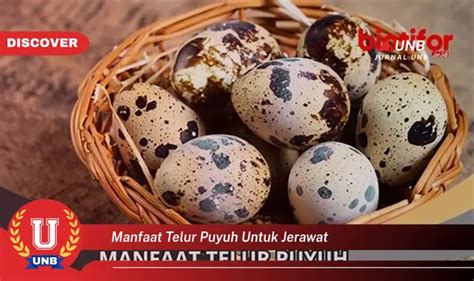 Intip Manfaat Telur Puyuh Untuk Jerawat Yang Bikin Kamu Penasaran