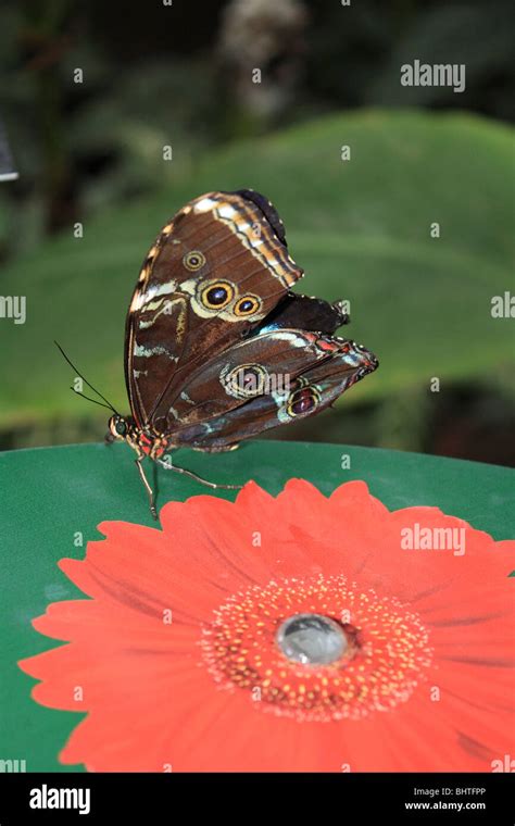 Mariposa Morpho Azul Morpho Peleides Alas Cerradas En La Estaci N De